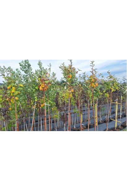 Горобина круглолиста - 12л/вис.180-220см/Ø20-30см